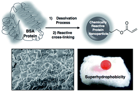 Graphical abstract: Chemically reactive protein nanoparticles for synthesis of a durable and deformable superhydrophobic material
