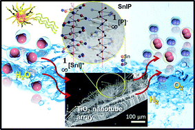 Graphical abstract: Vapor growth of binary and ternary phosphorus-based semiconductors into TiO2 nanotube arrays and application in visible light driven water splitting