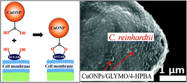 Graphical abstract: Self-grafting copper oxide nanoparticles show a strong enhancement of their anti-algal and anti-yeast action