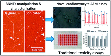 Graphical abstract: Assessing size-dependent cytotoxicity of boron nitride nanotubes using a novel cardiomyocyte AFM assay