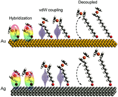 Graphical abstract: The supramolecular structure and van der Waals interactions affect the electronic structure of ferrocenyl-alkanethiolate SAMs on gold and silver electrodes
