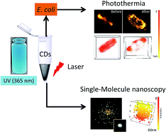 Graphical abstract: Carbon dots, a powerful non-toxic support for bioimaging by fluorescence nanoscopy and eradication of bacteria by photothermia