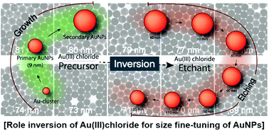 Graphical abstract: From a precursor to an etchant: spontaneous inversion of the role of Au(iii) chloride for one-pot synthesis of smooth and spherical gold nanoparticles