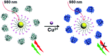 Graphical abstract: Cupredoxin engineered upconversion nanoparticles for ratiometric luminescence sensing of Cu2+