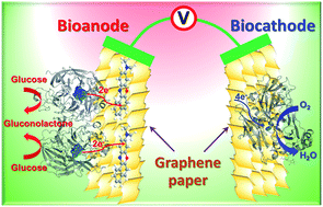 Graphical abstract: Two-dimensional graphene paper supported flexible enzymatic fuel cells
