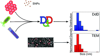 Graphical abstract: Diameter distribution by deconvolution (DdD): absorption spectra as a practical tool for semiconductor nanoparticle PSD determination