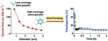 Graphical abstract: The role of nanoparticle size and ligand coverage in size focusing of colloidal metal nanoparticles