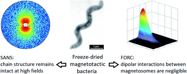 Graphical abstract: Probing the stability and magnetic properties of magnetosome chains in freeze-dried magnetotactic bacteria