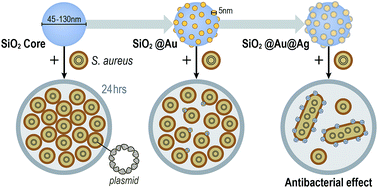 Graphical abstract: Phage-mimicking antibacterial core–shell nanoparticles