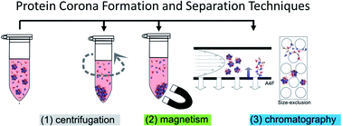 Graphical abstract: Isolation methods for particle protein corona complexes from protein-rich matrices