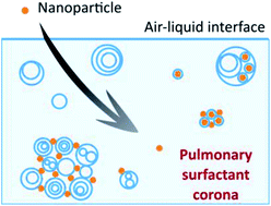 Graphical abstract: Revealing the pulmonary surfactant corona on silica nanoparticles by cryo-transmission electron microscopy