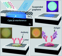 Graphical abstract: A suspended graphene-based optical interferometric surface stress sensor for selective biomolecular detection