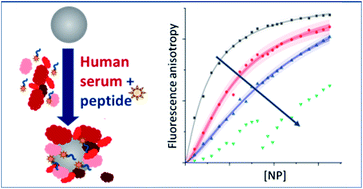 Graphical abstract: The role of human serum and solution chemistry in fibrinogen peptide–nanoparticle interactions