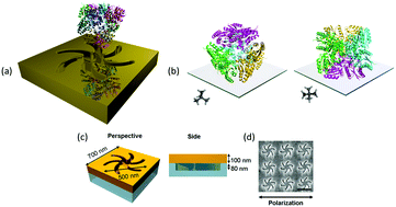 Graphical abstract: Biomacromolecular charge chirality detected using chiral plasmonic nanostructures