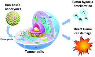 Graphical abstract: State-of-the-art iron-based nanozymes for biocatalytic tumor therapy