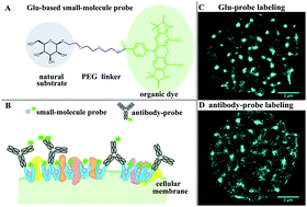 Graphical abstract: Developing substrate-based small molecule fluorescent probes for super-resolution fluorescent imaging of various membrane transporters