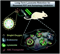Graphical abstract: Endosome/lysosome-detained supramolecular nanogels as an efflux retarder and autophagy inhibitor for repeated photodynamic therapy of multidrug-resistant cancer