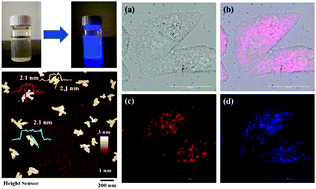 Graphical abstract: Ultrathin boron nanosheets as an emerging two-dimensional photoluminescence material for bioimaging