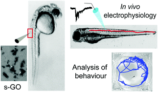 Graphical abstract: Graphene oxide nanosheets modulate spinal glutamatergic transmission and modify locomotor behaviour in an in vivo zebrafish model