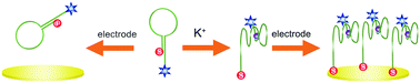 Graphical abstract: Electrochemical aptasensor based on a potassium ion-triggered DNA conformation transition and self-assembly on an electrode