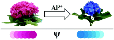 Graphical abstract: Quantum chemical evidence for the origin of the red/blue colors of Hydrangea macrophylla sepals