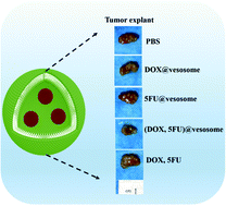 Graphical abstract: Multicompartmentalized vesosomes containing DOX loaded liposomes and 5FU loaded liposomes for synergistic tumor treatment
