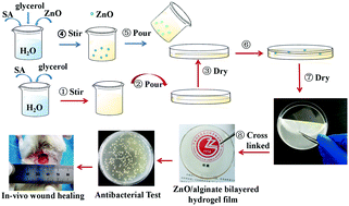 Graphical abstract: Preparation and properties of ZnO/sodium alginate bi-layered hydrogel films as novel wound dressings