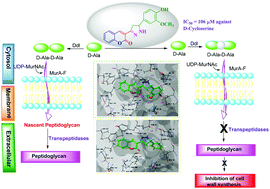 Graphical abstract: A new efficient domino approach for the synthesis of coumarin-pyrazolines as antimicrobial agents targeting bacterial d-alanine-d-alanine ligase