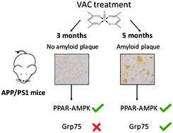 Graphical abstract: Vanadyl acetylacetonate attenuates Aβ pathogenesis in APP/PS1 transgenic mice depending on the intervention stage