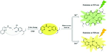 Graphical abstract: A hydrazono-quinoline-based chemosensor sensing In3+ and Zn2+via fluorescence turn-on and ClO−via color change in aqueous solution