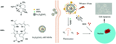 Graphical abstract: Fe3O4@SiO2 mesoporous spheres as Fe(ii) donors loaded with artemisinin and a photosensitizer to alleviate tumor hypoxia in PDT for enhanced anticancer therapy