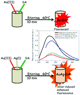 Graphical abstract: Achievement of silver-directed enhanced photophysical properties of gold nanoclusters