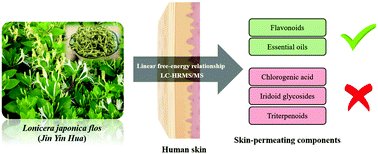 Graphical abstract: Skin-permeating components of Lonicera japonica flos: a comprehensive study from observations and model computations