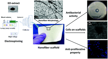 Graphical abstract: Emblica officinalis-loaded poly(ε-caprolactone) electrospun nanofiber scaffold as potential antibacterial and anticancer deployable patch