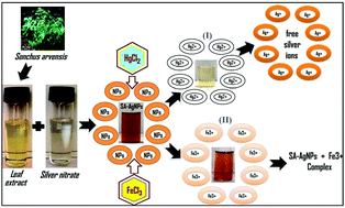 Graphical abstract: Colorimetric sensing of Fe3+ and Hg2+ and photocatalytic activity of green synthesized silver nanoparticles from the leaf extract of Sonchus arvensis L.