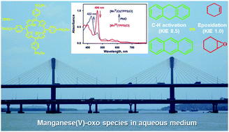 Graphical abstract: A putative heme manganese(v)-oxo species in the C–H activation and epoxidation reactions in an aqueous buffer