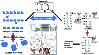 Graphical abstract: Mechanism of non-enzymatic antiglycation action by coumarin: a biophysical study