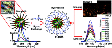 Graphical abstract: Organic-to-water dispersible Mn:ZnS–ZnS doped core–shell quantum dots: synthesis, characterization and their application towards optical bioimaging and a turn-off fluorosensor