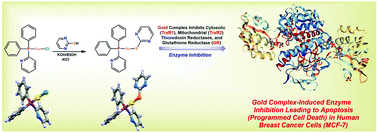 Graphical abstract: Synthesis and biological evaluation of thiolate gold(i) complexes as thioredoxin reductase (TrxR) and glutathione reductase (GR) inhibitors