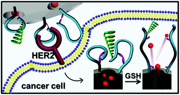 Graphical abstract: Specific HER2 targeting and triggered drug release by conformational transformation of a dual-functional peptide gatekeeper on mesoporous nanocontainers