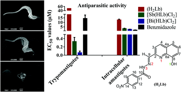 Graphical abstract: Investigation of the antitrypanosomal effects of 2-formyl-8-hydroxyquinoline-derived hydrazones and their antimony(iii) and bismuth(iii) complexes