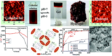 Graphical abstract: Environmentally benign pH-responsive cytidine-5′-monophosphate molecule-mediated akaganeite (5′-CMP-β-FeOOH) soft supramolecular hydrogels induced by the puckering of ribose sugar with efficient loading/release capabilities