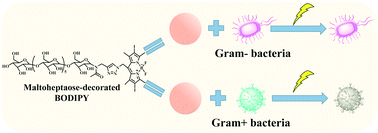 Graphical abstract: A maltoheptaose-decorated BODIPY photosensitizer for photodynamic inactivation of Gram-positive bacteria