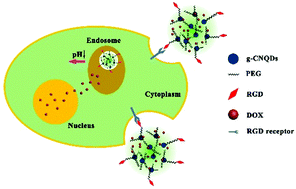 Graphical abstract: Multifunctional nanocarriers based on graphitic-C3N4 quantum dots for tumor-targeted, traceable and pH-responsive drug delivery
