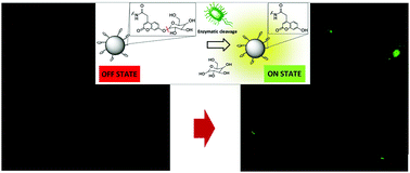 Graphical abstract: ‘Off–on’ switchable fluorescent probe for prompt and cost-efficient detection of bacteria