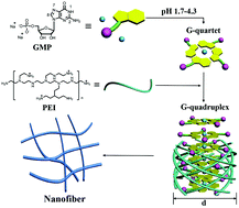 Graphical abstract: G-Quadruplex based hydrogels stabilized by a cationic polymer as an efficient adsorbent of picric acid