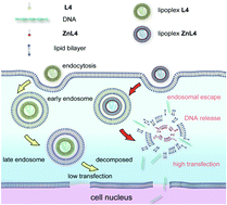 Graphical abstract: Zn(ii)-cyclen complex-based liposomes for gene delivery: the advantage of Zn coordination