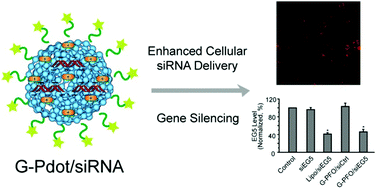 Graphical abstract: Conjugated polymer dots for biocompatible siRNA delivery