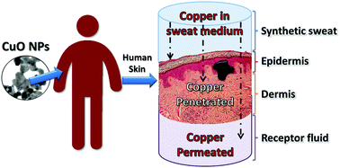 Graphical abstract: CuO nanoparticle penetration through intact and damaged human skin