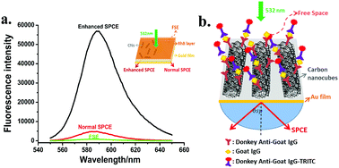 Graphical abstract: Amplified fluorescence by carbon nanotube (CNT)-assisted surface plasmon coupled emission (SPCE) and its biosensing application